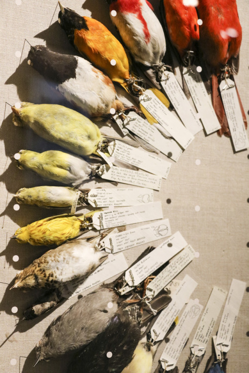 bird specimens in a wide vaierty of colors