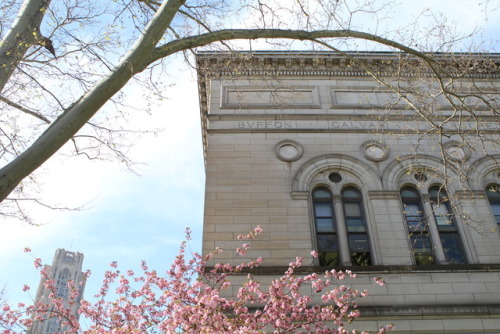 corner of the carnegie library with the cathedral of learning in the background