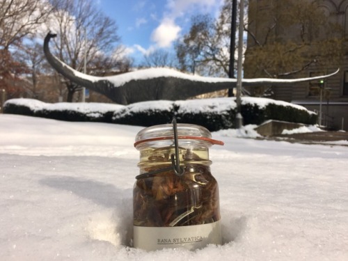 jar of frog specimens in the snow in front of the Dippy statue