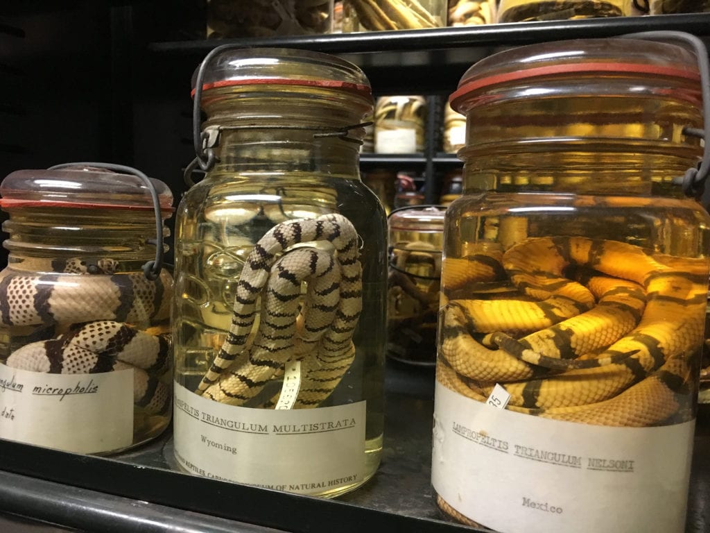 snakes in jars