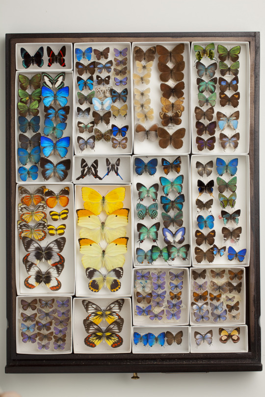 butterfly and moth collection