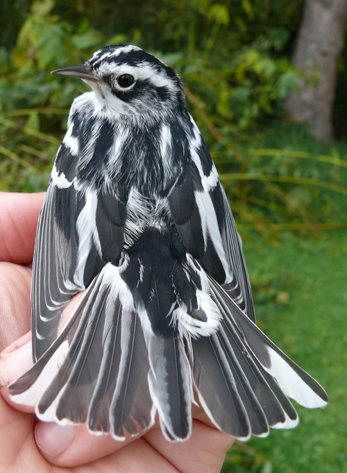 Black and White Warbler a black bird with white stripes