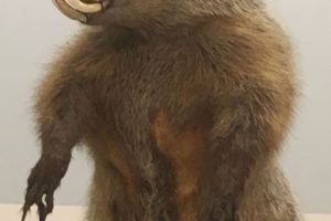 The Woodchuck…or Groundhog?