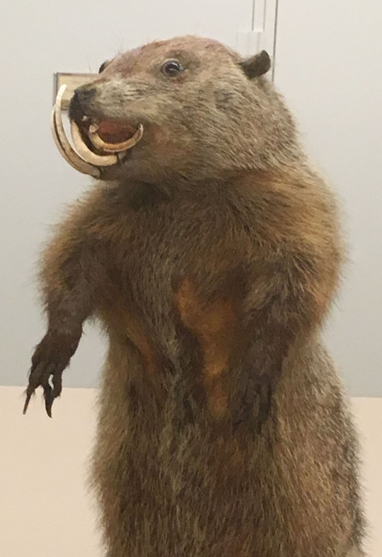 groundhog with long, curled teeth
