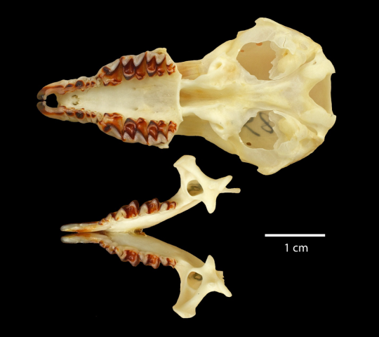 skull and jawbone of a shrew with red teeth