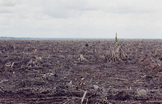 baren landscape where deforestation has occured