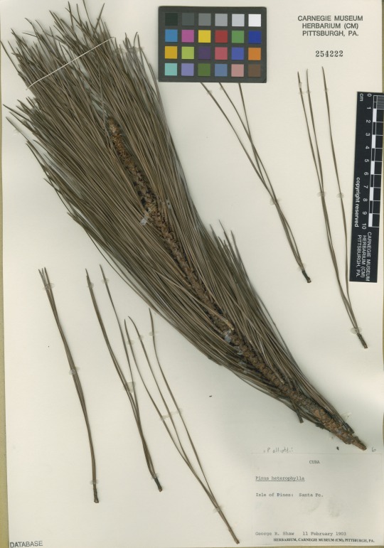 herbarium specimen of Pinus elliottii