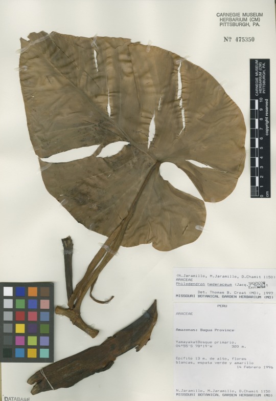heartleaf philodendron (Philodendron hederaceum) collected on Valentine’s Day in Peru