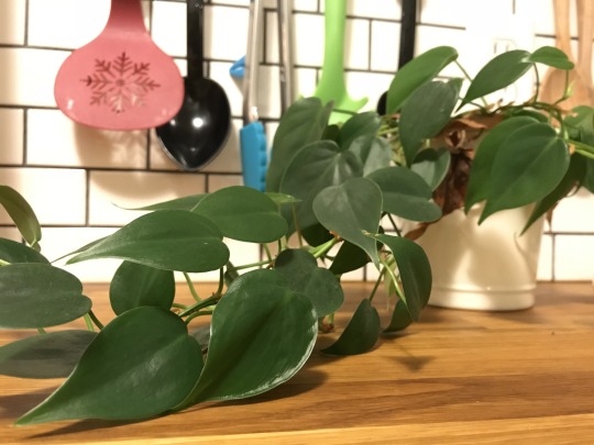 healthy green philodendron growing on a kitchen counter