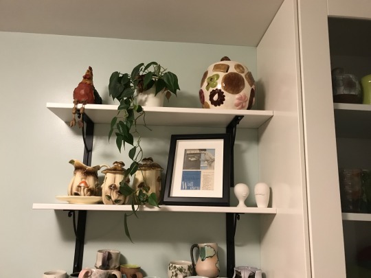 Philodendron growing on a bookshelf