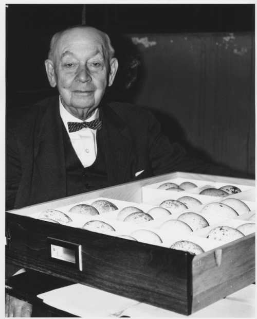 black and white photo of W.E. Clyde Todd with a drawer of large bird eggs