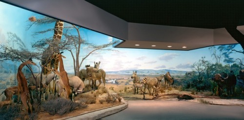 Hall of African Wildlife