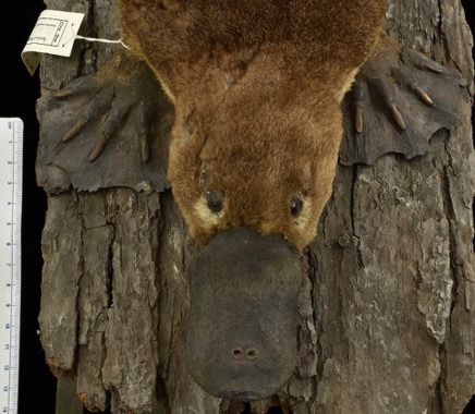 platypus specimen 