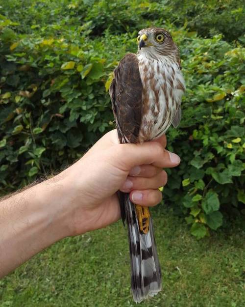 small hawk being held by a researcher