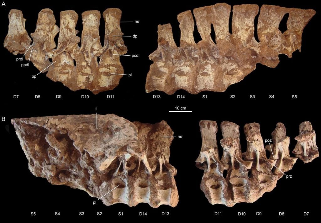 fossilized vertebrae