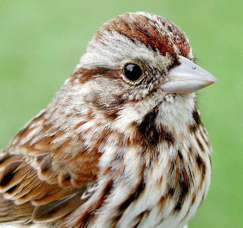 song sparrow, a brown and white bird