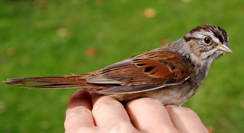 swamp sparrow, a redish brown bird