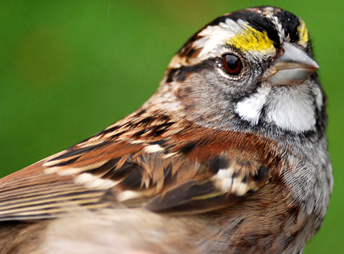 White-throated Sparrow, a bird with bright yellow spots on its forehead, brown feathers, and a white throat 