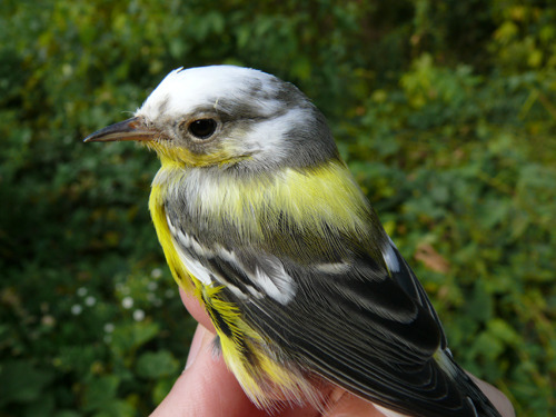 magnolia warbler, a grey and yellow bird with a white head