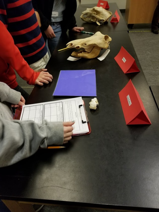 Students exploring a table with mammal skulls