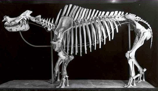 black and white image of a large mamal skelleton
