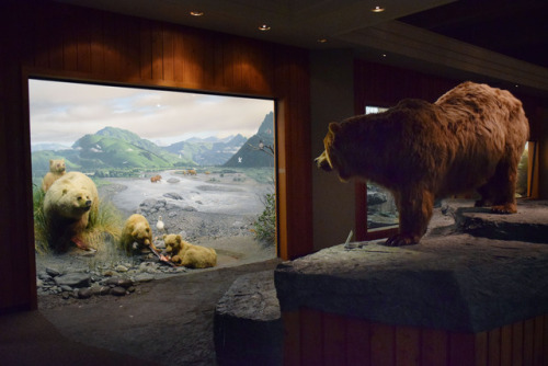 bears in the hall of North American wildlife