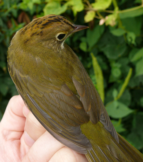 ovenbird shown from the back