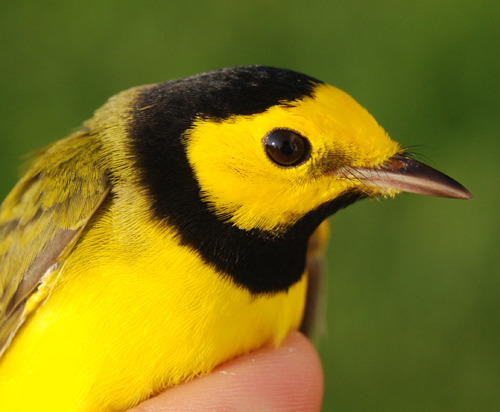 Male Hooded Warbler, a bright yellow and black bird