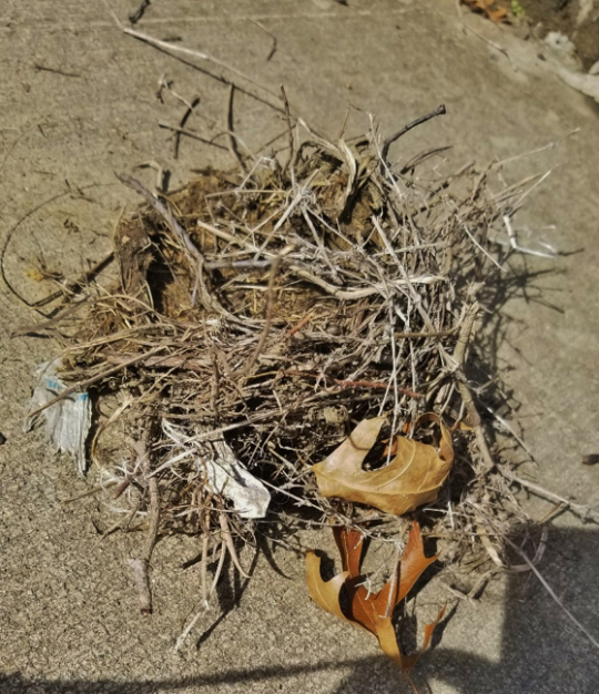 nest made mostly from twigs but mised with plastic