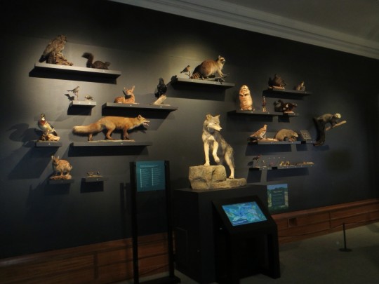 Pennsylvania mammals on display in We Are Nature