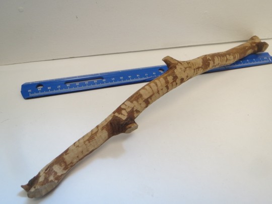 beaver stick shown next to a ruler