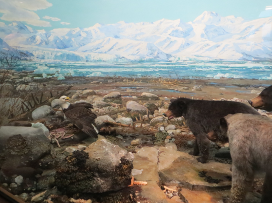 Diorama in the Hall of North American Wildlife with an Alaskan King Crab and bears.