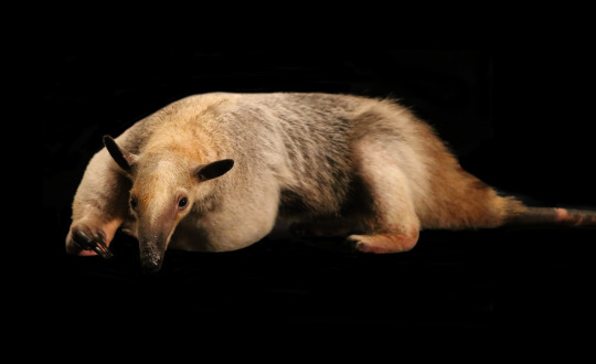 Antonio, lesser tamandua (anteater)