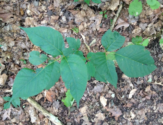 Why poison ivy is an unlikely climate change winner