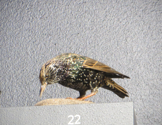 Common Starling on display