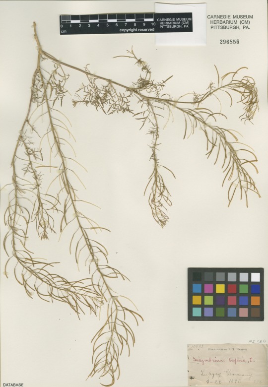 knotgrass specimen
