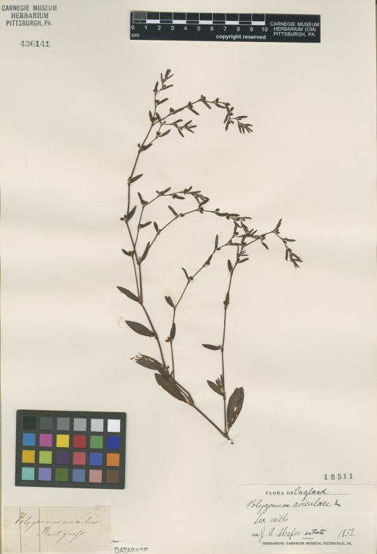 flixweed specimen