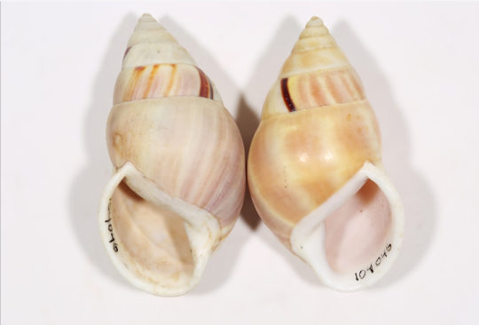 Sinistral (left) versus dextral (right) of shells Amphidromus inversus. CM 104046. 