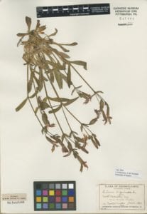 Caltha palustris collected in 1874