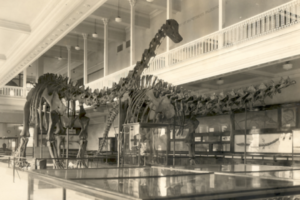 sauropod dinosaur fossil mounts