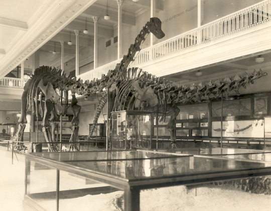 Apatosaurus louisae (right) as it was originally mounted in 1915, without a skull. At left is the skeleton of its relative Diplodocus carnegii.