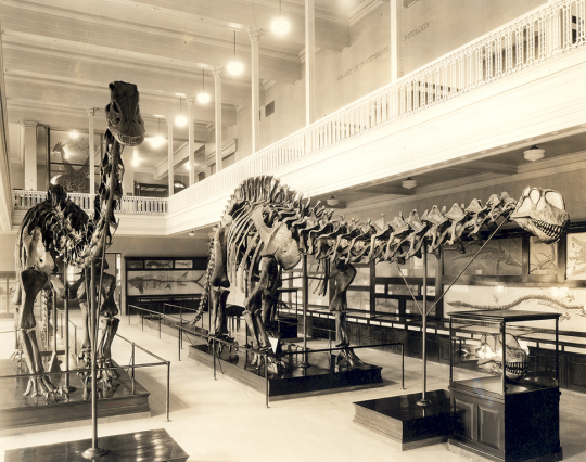 Apatosaurus and Diplodocus skeletons