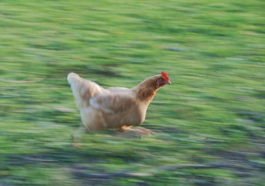 chicken running