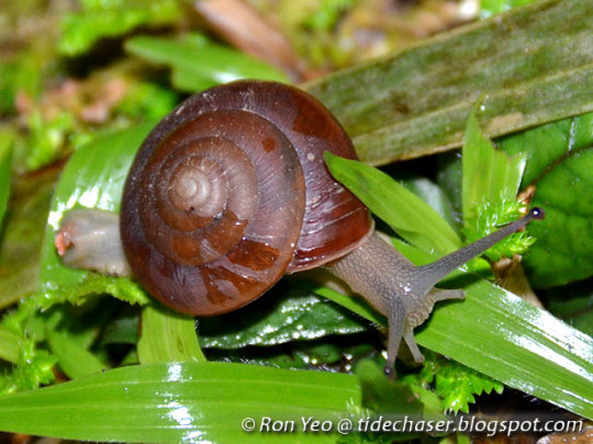 Quantula striata, land snail that glows in the dark