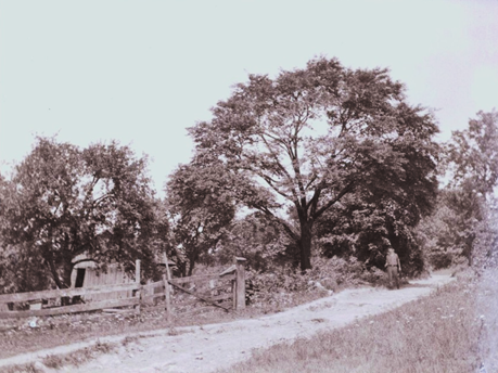 black and white photo of a dirt road and trees