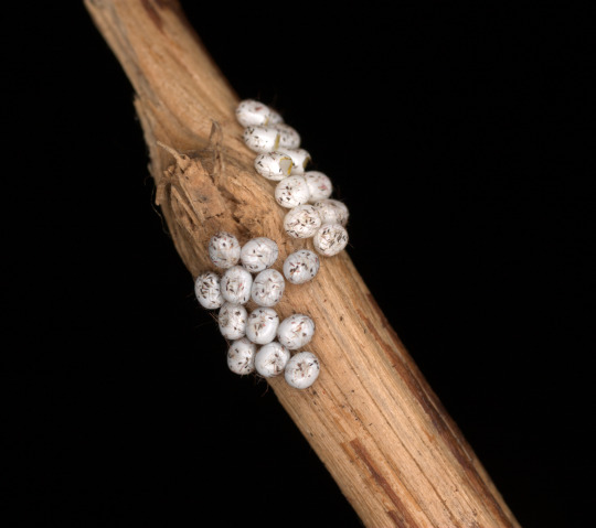 promethea moth eggs