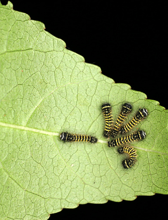 promethea moth caterpillars