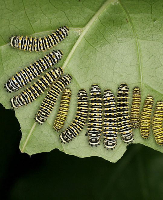 promethea moth caterpillars