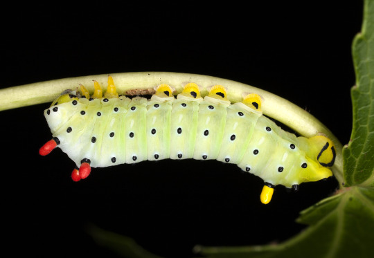 promethea moth caterpillar