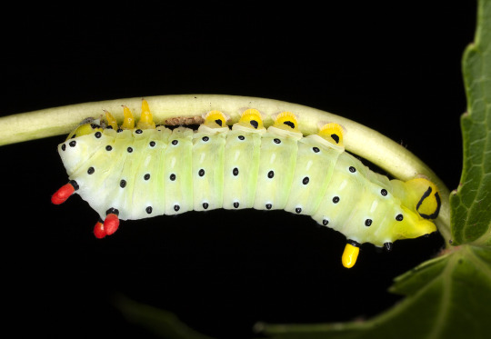 caterpillar della falena di promethea